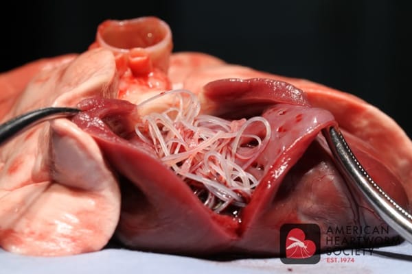 What is Heartworm Disease?